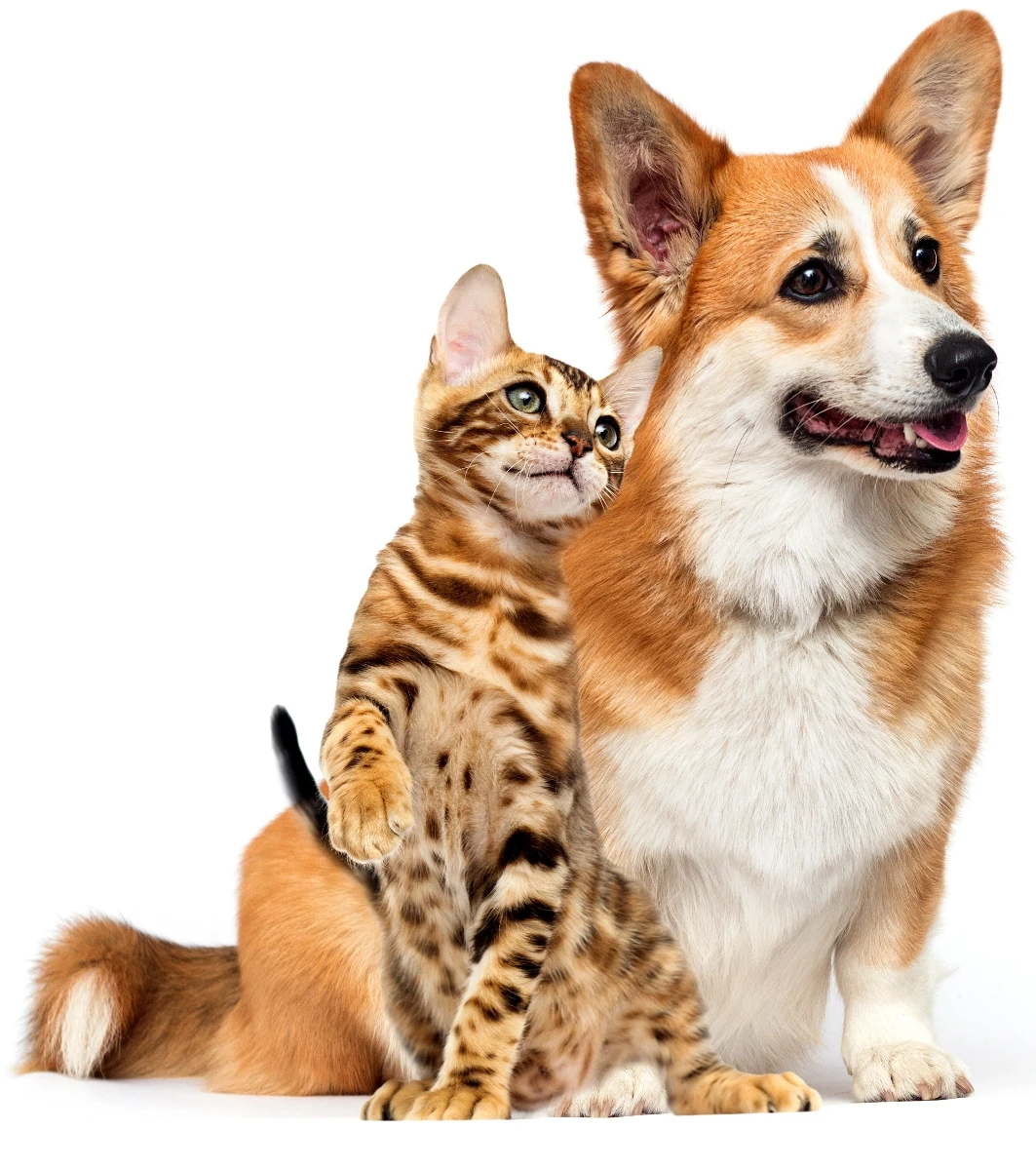 Cane-Gatto-2