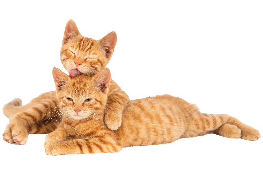 due-gatti-rossi