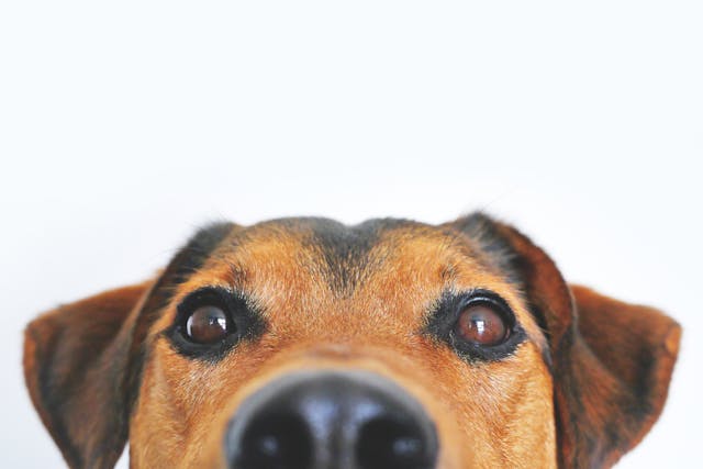 Muso del cane nell'articolo della dermatite del cane e del gatto