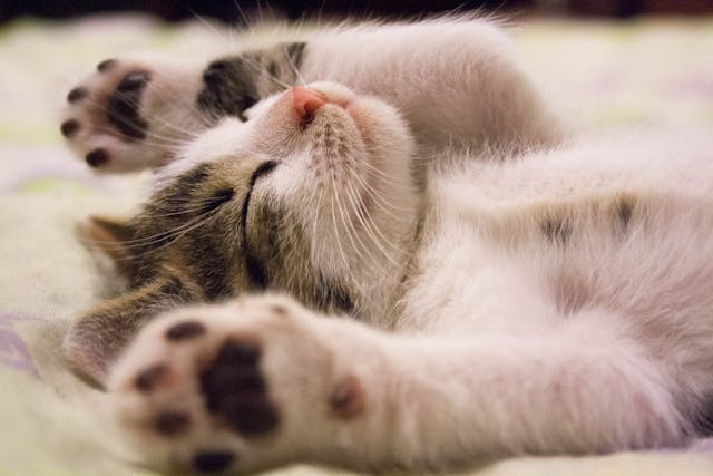 Dermatite del cane e del gatto