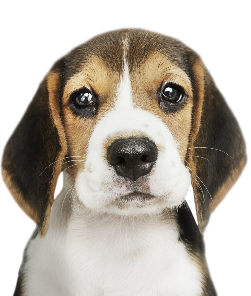 canino