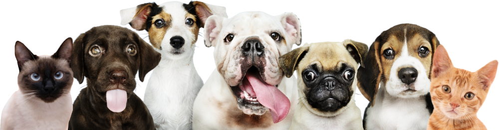 group-portrait-adorable-puppies
