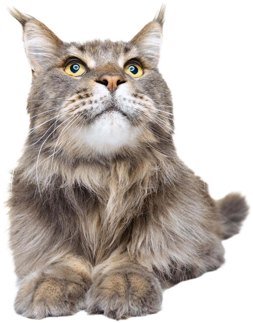 gatto-peloso