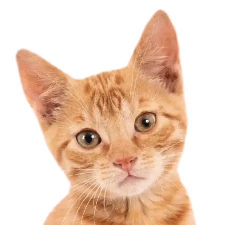 gatto-prodottipergatti-1-1