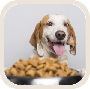 icone categoria-alimentazione disidratata cani