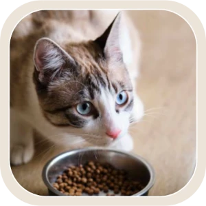 icone categoria-alimentazione disidratata-gatti
