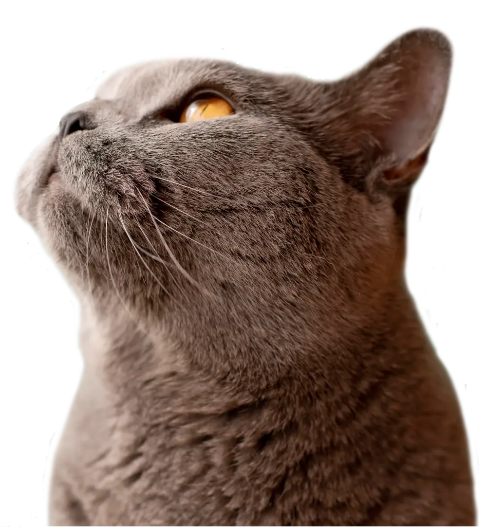 gatto nocciola
