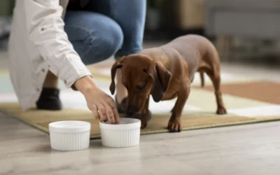 Cibo casalingo per cani: quando è una buona idea?