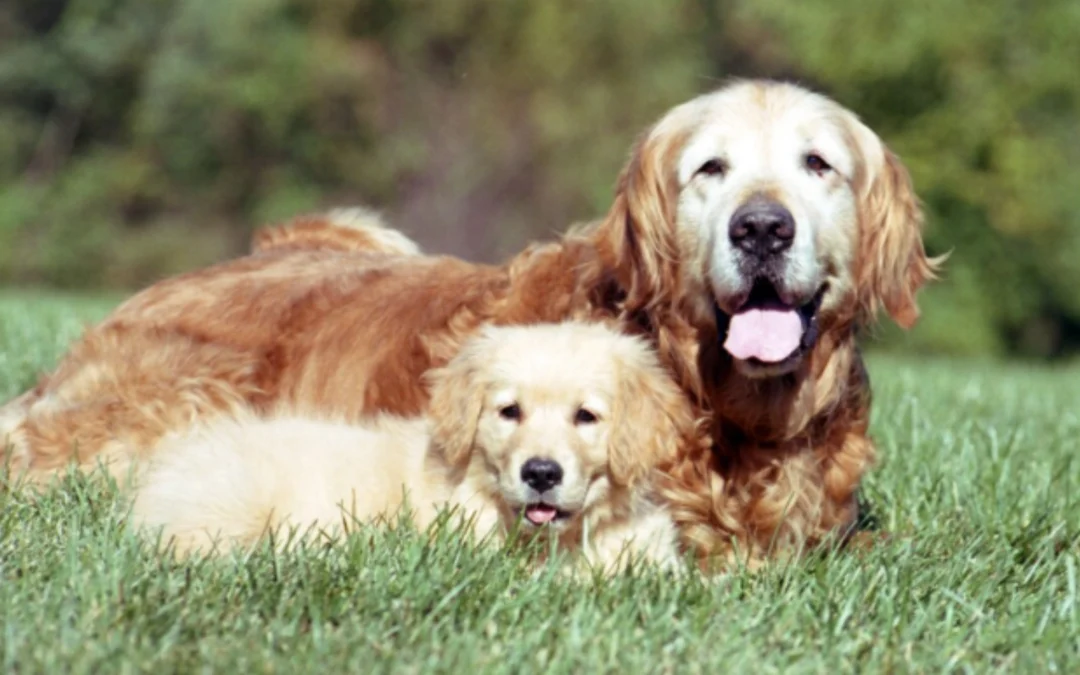 Le crocchette giuste per ogni età